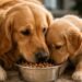 10 Things Golden Retrievers Do That Prove They Have Big Hearts