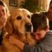 A Family Adopted This Golden Retriever… Then Something Beautiful Happened