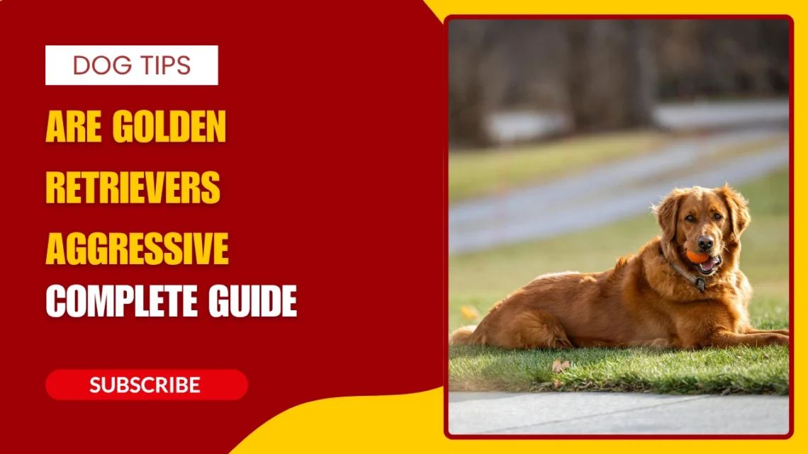 Are Golden Retrievers Aggressive Truth, Causes & Complete Behavior Guide (2026)