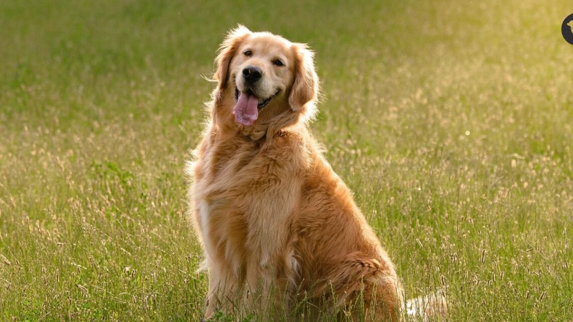 Are Golden Retrievers Really the Best Dogs? Here’s the Truth