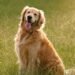 Are Golden Retrievers Really the Best Dogs? Here’s the Truth