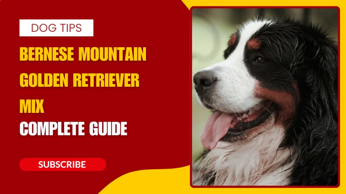 Bernese Mountain Golden Retriever Mix - Complete Guide to the Golden Mountain Dog (2026)
