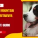 Bernese Mountain Golden Retriever Mix - Complete Guide to the Golden Mountain Dog (2026)