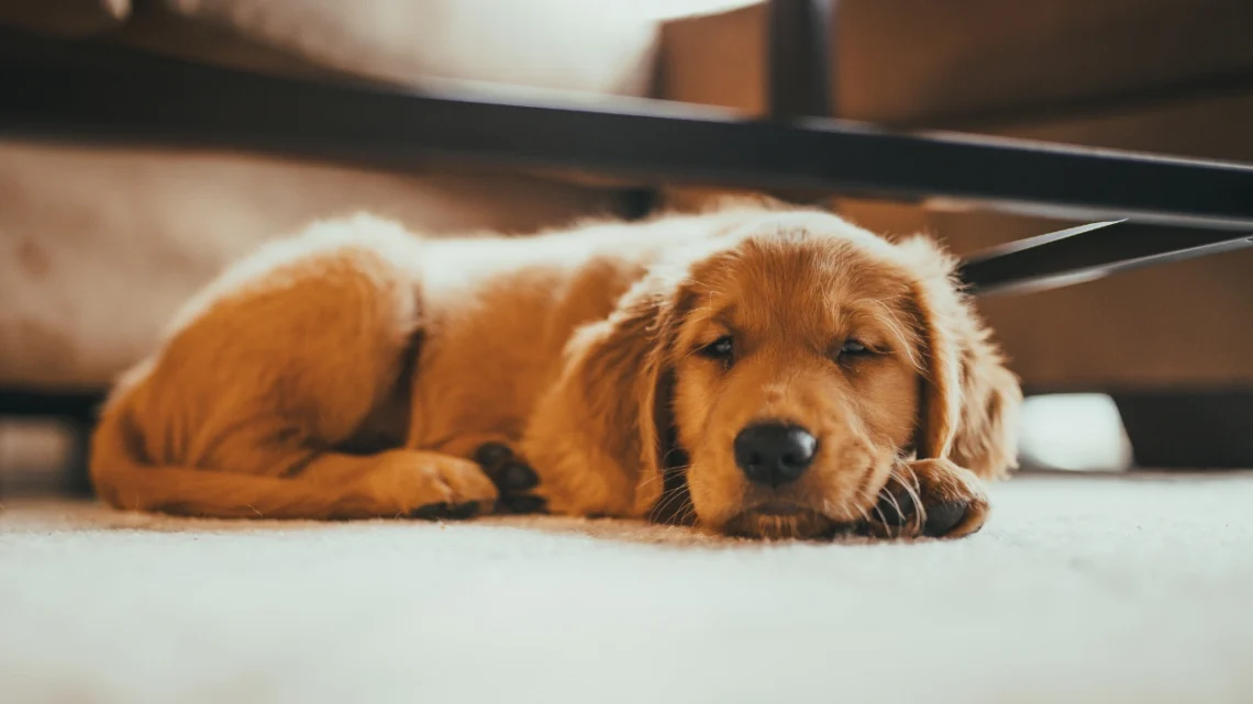 Best Golden Retriever Dog Forums Where Owners Share Real Tips and Advice