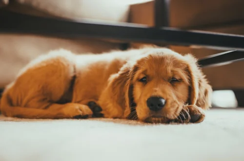 Best Golden Retriever Dog Forums Where Owners Share Real Tips and Advice