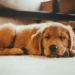 Best Golden Retriever Dog Forums Where Owners Share Real Tips and Advice