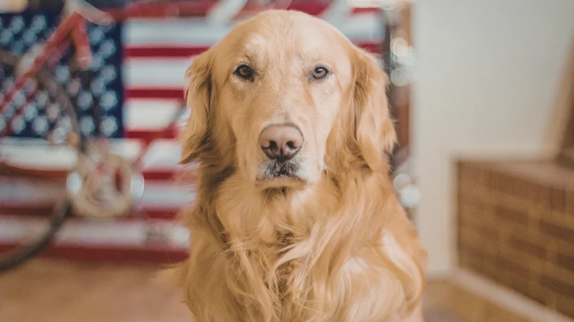British Golden Retriever vs American - Key Differences Every Dog Lover Should Know