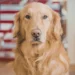 British Golden Retriever vs American - Key Differences Every Dog Lover Should Know
