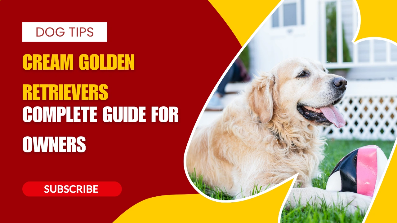 Cream Golden Retrievers - Complete Guide for Owners