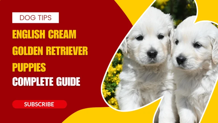 English Cream Golden Retriever Puppies - Complete Guide to Price, Size, Care, Training, and Facts (2026)