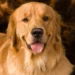 English Golden vs American Golden Retriever - Which One Is Better for Your Family