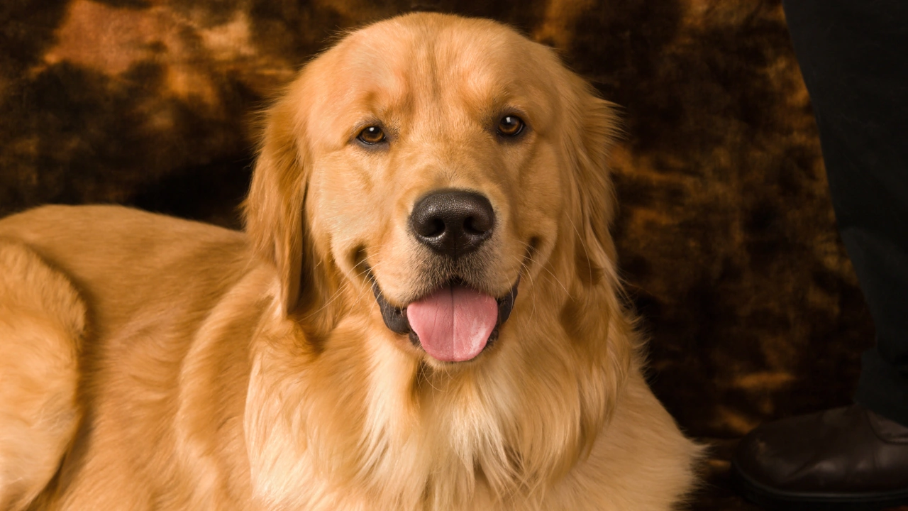 English Golden vs American Golden Retriever – Which One Is Better for Your Family?