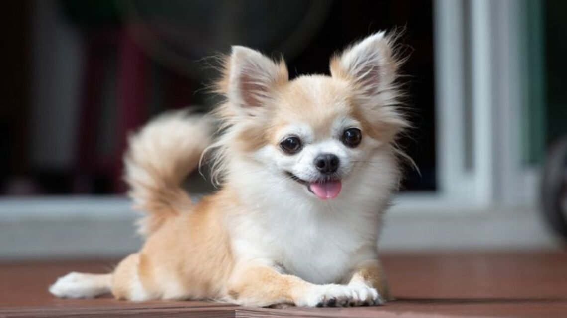 Everyone Is Talking About This Golden Retriever
