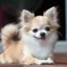 Everyone Is Talking About This Golden Retriever