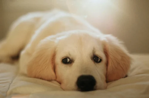 Feeding a Golden Retriever Puppy Don’t Choose Dog Food Before Reading This
