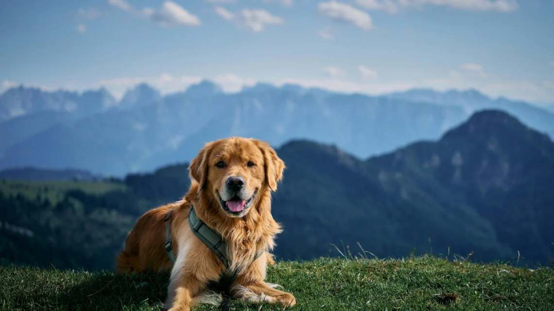 Golden Retriever Lifespan Explained - What Every Dog Lover Must Know