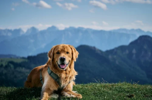 Golden Retriever Lifespan Explained - What Every Dog Lover Must Know
