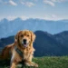 Golden Retriever Lifespan Explained - What Every Dog Lover Must Know