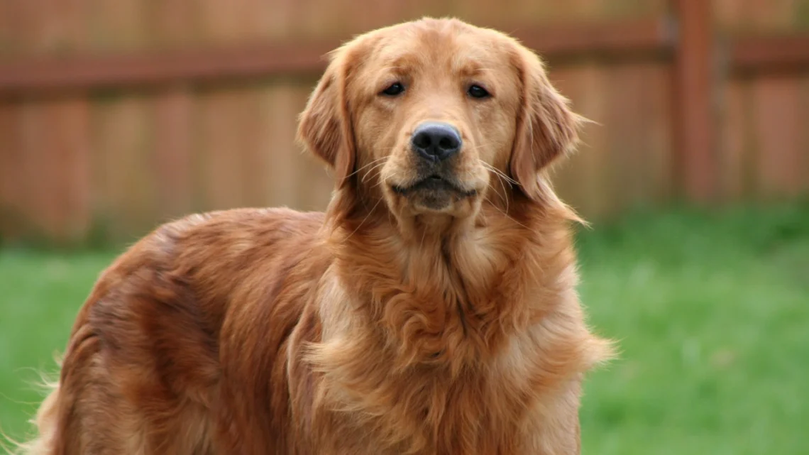 Golden Retriever Ornament Ideas Every Dog Lover Will Want This Year