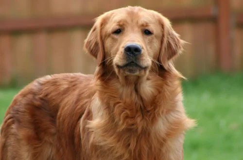 Golden Retriever Ornament Ideas Every Dog Lover Will Want This Year