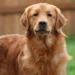 Golden Retriever Ornament Ideas Every Dog Lover Will Want This Year