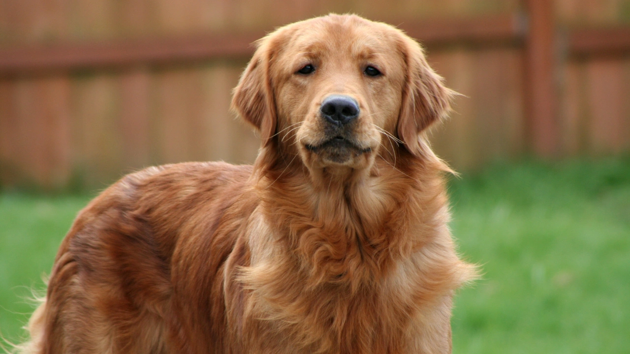 Golden Retriever Ornament Ideas Every Dog Lover Will Want This Year
