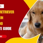 Golden Retriever Puppies in Colorado - Complete 2026 Guide to Prices, Breeders, Care, and Where to Buy