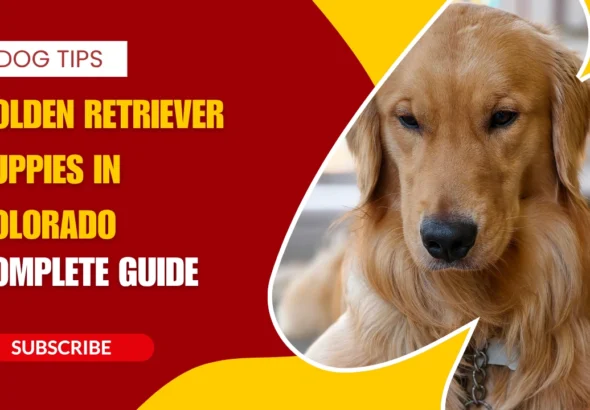 Golden Retriever Puppies in Colorado - Complete 2026 Guide to Prices, Breeders, Care, and Where to Buy