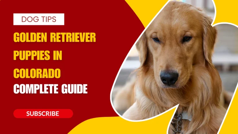 Golden Retriever Puppies in Colorado - Complete 2026 Guide to Prices, Breeders, Care, and Where to Buy