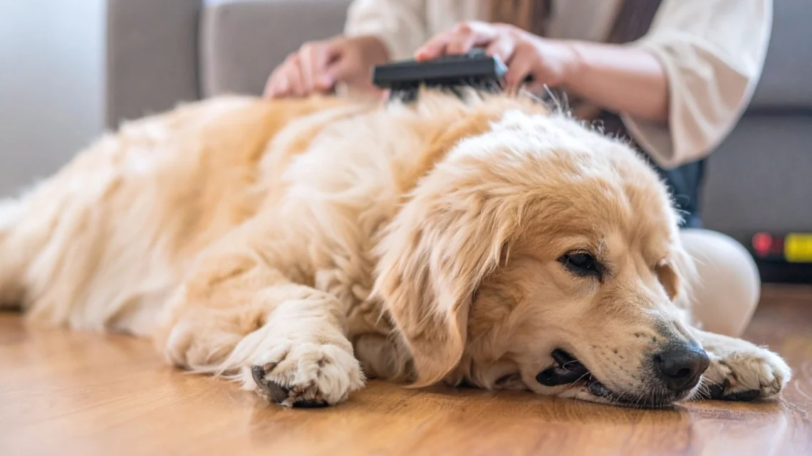 How to Groom a Golden Retriever at Home (Step-by-Step Guide for Beginners)