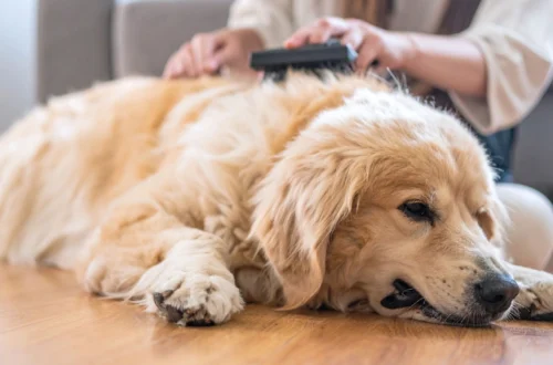 How to Groom a Golden Retriever at Home (Step-by-Step Guide for Beginners)