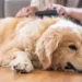 How to Groom a Golden Retriever at Home (Step-by-Step Guide for Beginners)