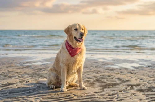 Is an English Retriever Bigger Than a Golden Retriever The Truth Will Surprise You