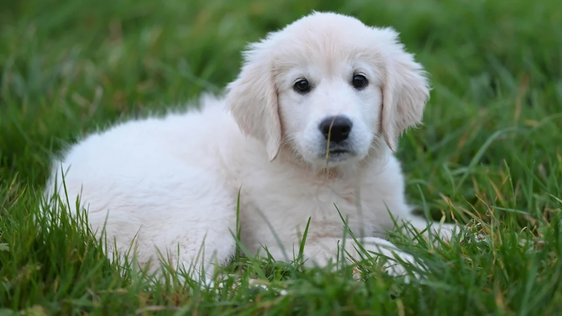 Light Golden Retriever Puppies Are So Adorable, But Here’s What Owners Should Know