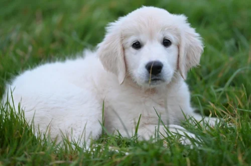 Light Golden Retriever Puppies Are So Adorable, But Here’s What Owners Should Know