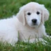 Light Golden Retriever Puppies Are So Adorable, But Here’s What Owners Should Know