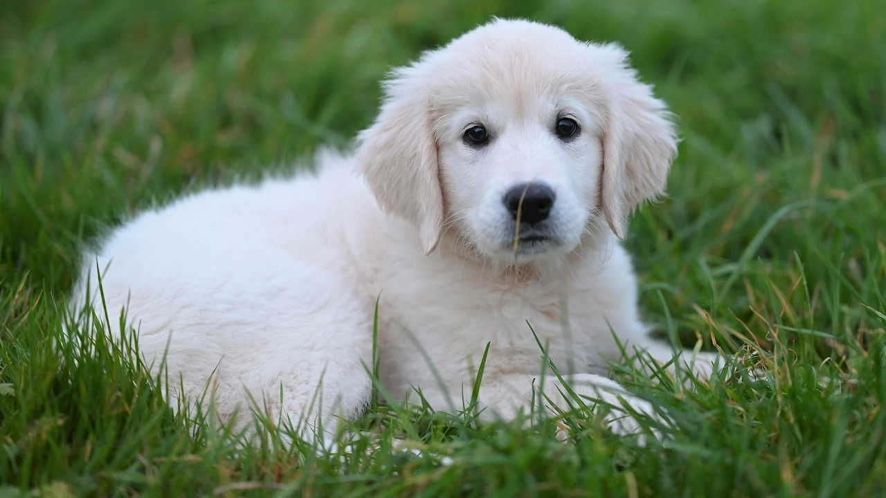 Light Golden Retriever Puppies Are So Adorable, But Here’s What Owners Should Know