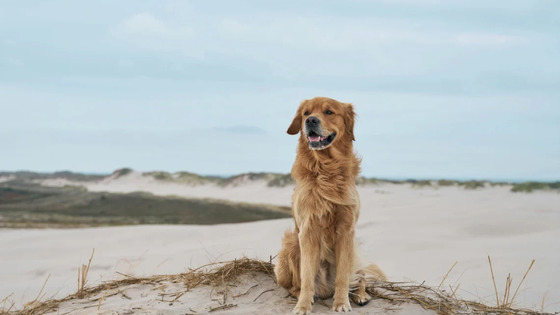 Looking for Golden Retriever Breeders in Florida Read This First