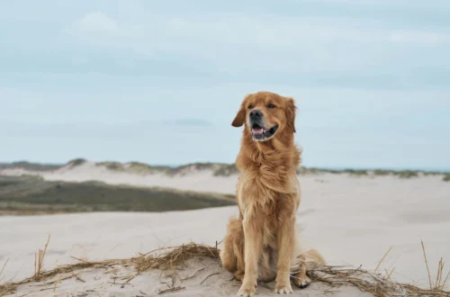 Looking for Golden Retriever Breeders in Florida Read This First