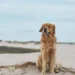 Looking for Golden Retriever Breeders in Florida Read This First