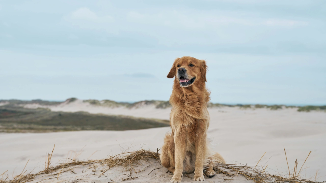 Looking for Golden Retriever Breeders in Florida? Read This First