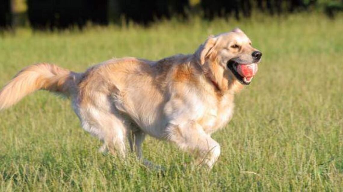 Raising a Golden Retriever Puppy? Don’t Make This Mistake