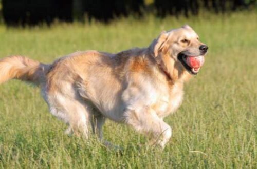 Raising a Golden Retriever Puppy? Don’t Make This Mistake