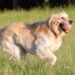 Raising a Golden Retriever Puppy? Don’t Make This Mistake