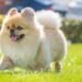 Stop Scrolling! This Golden Retriever Will Make Your Day