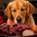 The #1 Food Golden Retrievers Should Never Eat