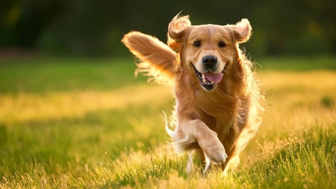 The Biggest Mistake New Golden Retriever Owners Make