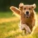 The Biggest Mistake New Golden Retriever Owners Make