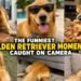 The Funniest Golden Retriever Moments Caught on Camera