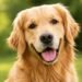 The Perfect Home Setup for a Golden Retriever (Must See)